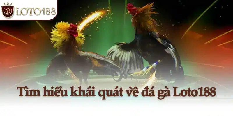Tìm hiểu khái quát về đá gà Loto188