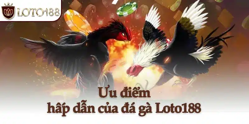 Ưu điểm hấp dẫn của đá gà Loto188